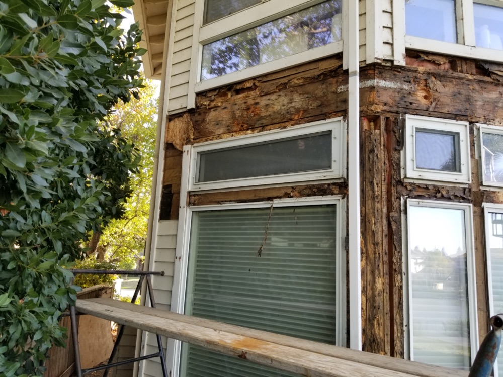 What Is Dry Rot?