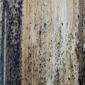 Is Mold in Wood Dangerous?